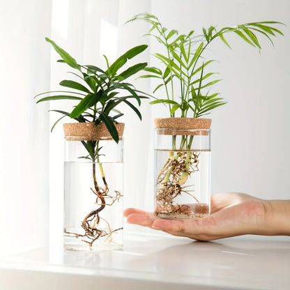 Glass Hydroponic Plant Vase